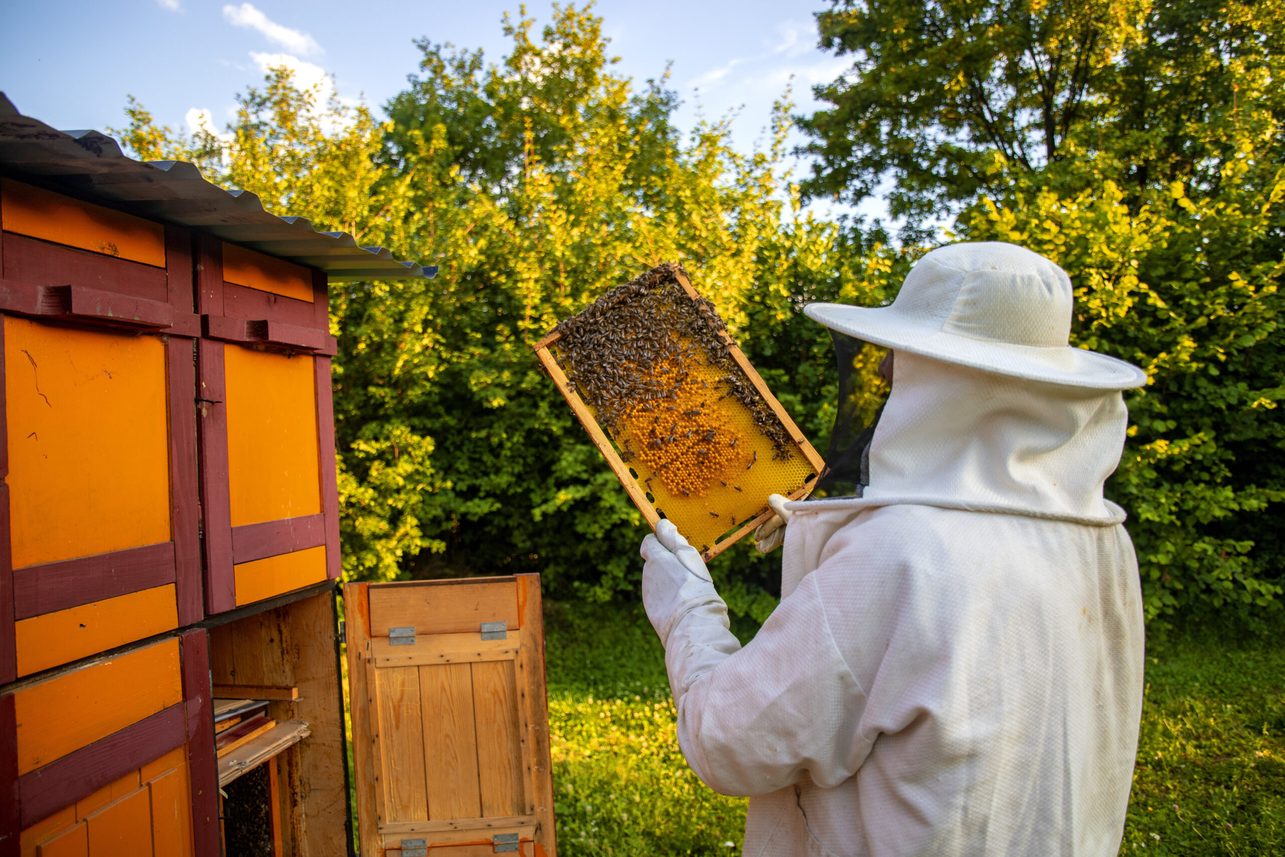 Beekeeping